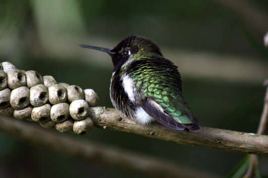 Image of Calypte Gould 1856