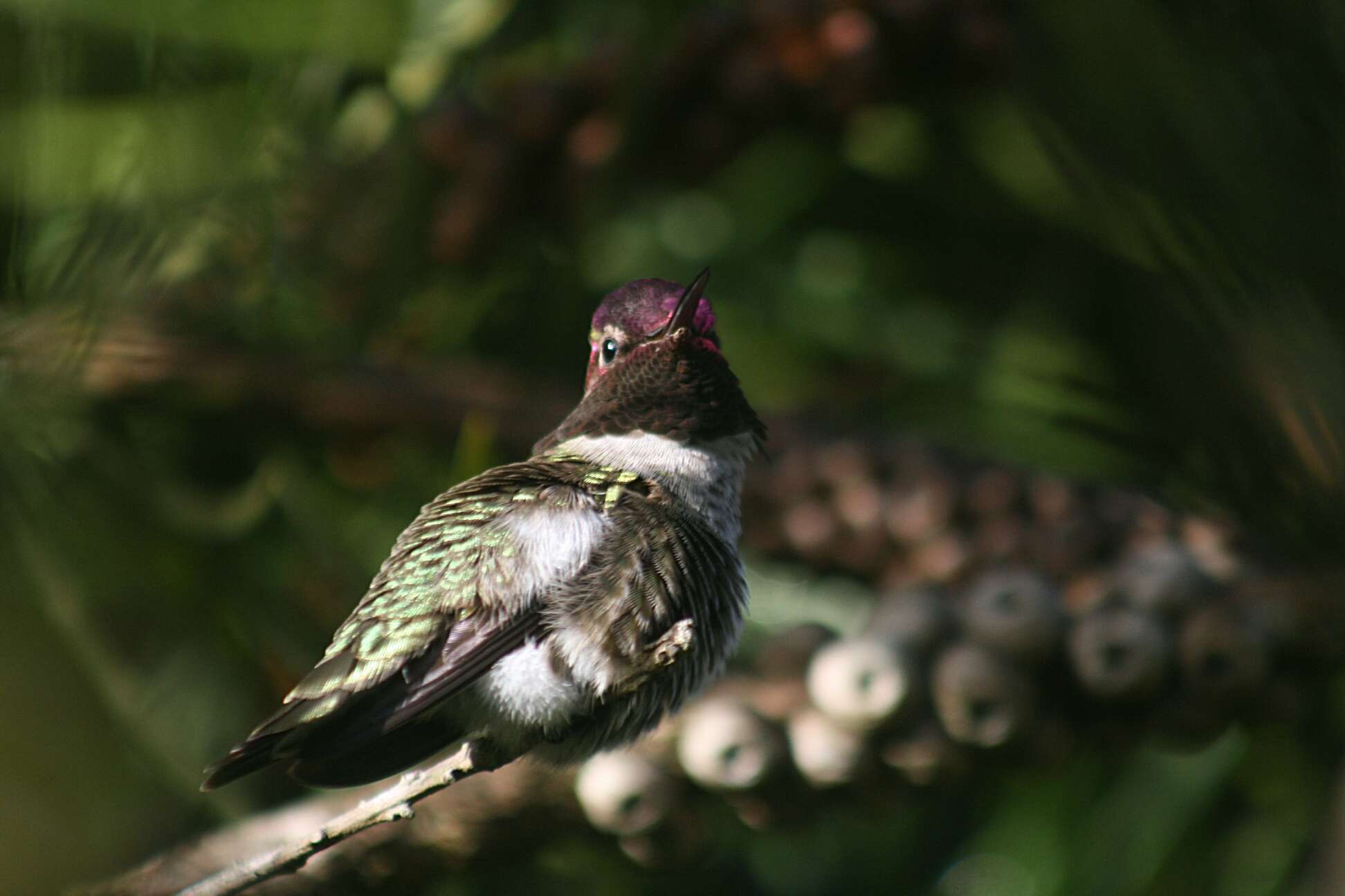 Image of Calypte Gould 1856