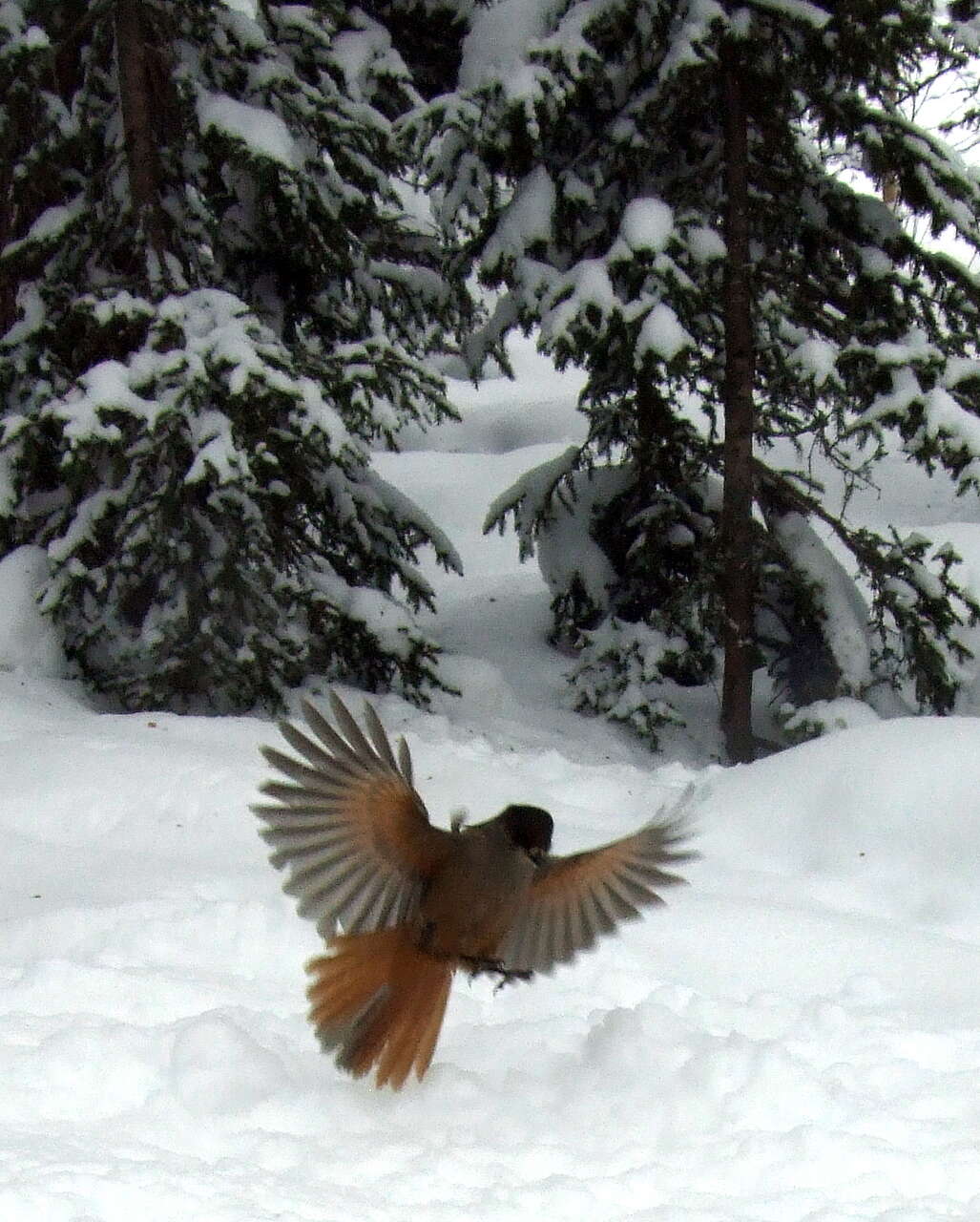 Image of Siberian Jay