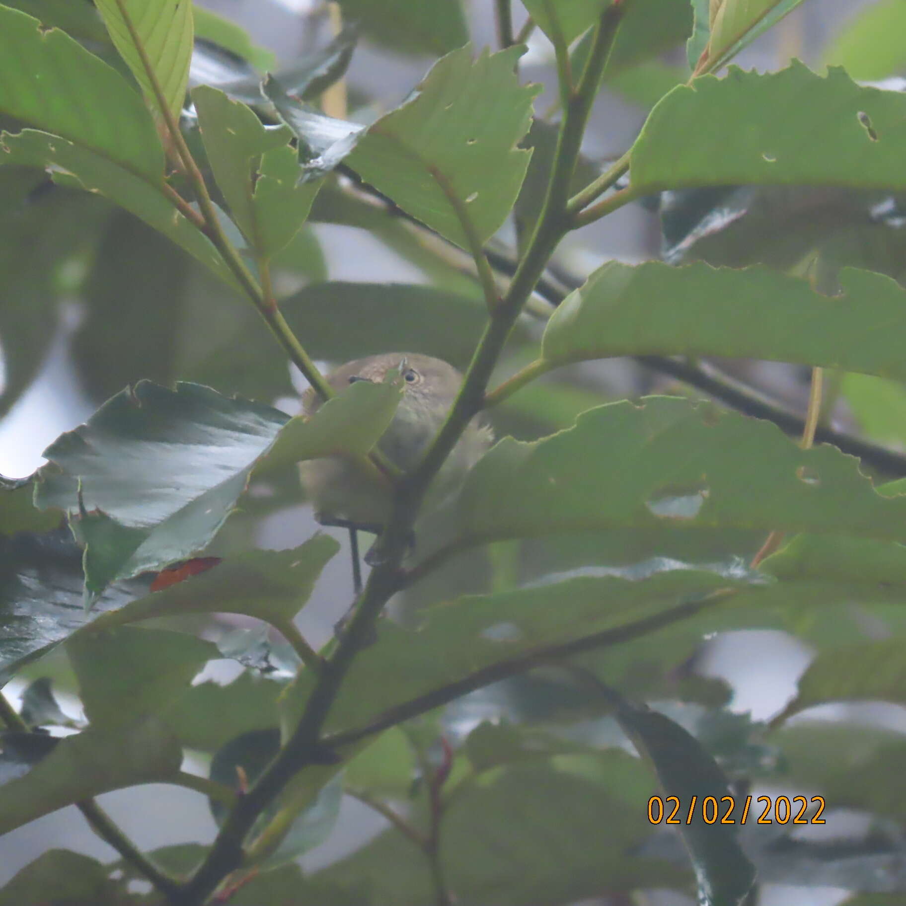 Image of Mountain Thornbill