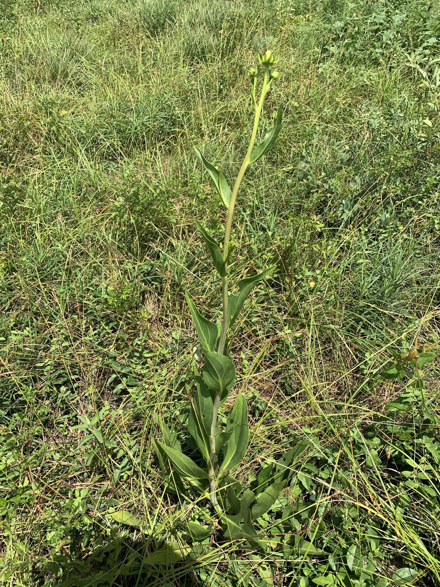 Image of Texas coneflower