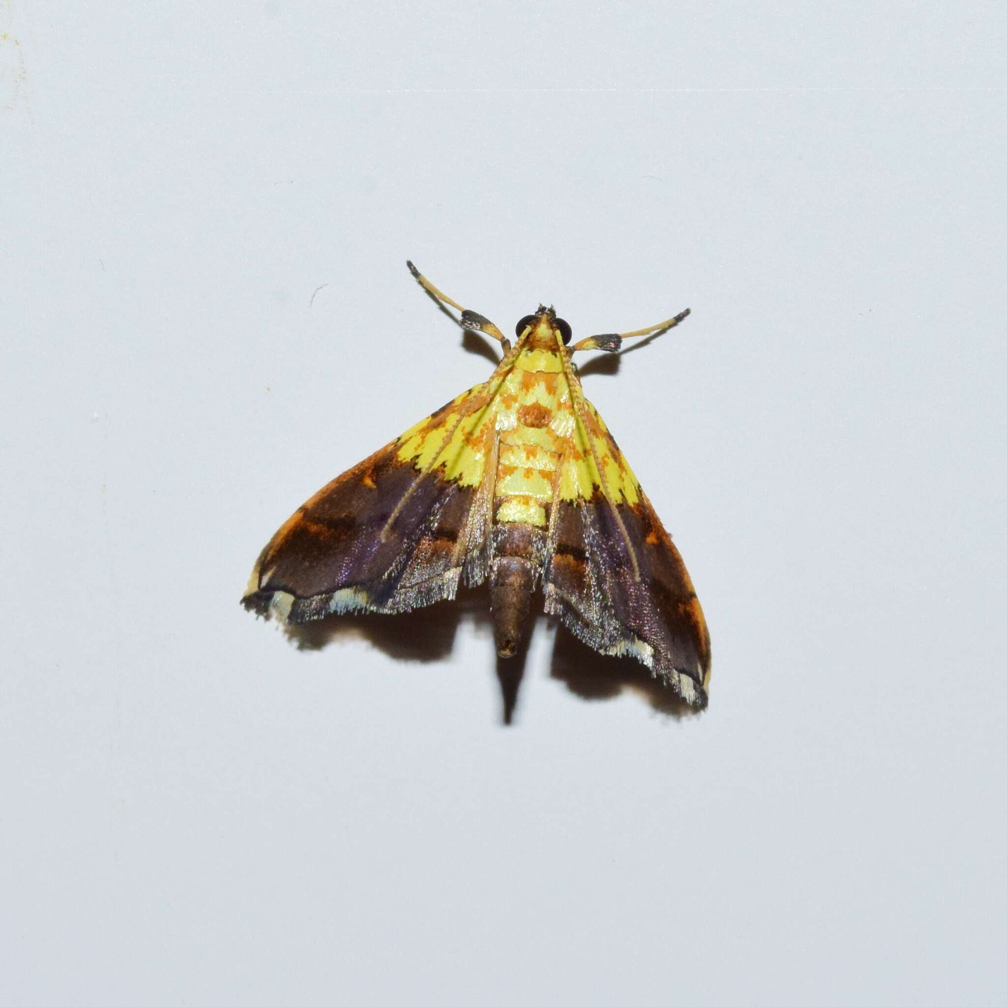 Image of Agrotera citrina Hampson 1898