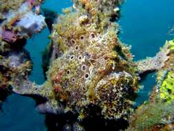 Image of Painted frogfish