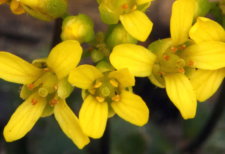 Image of Lake Tahoe draba