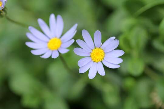 Image of blue daisy