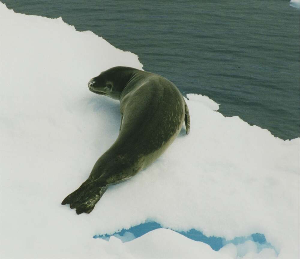 Image of leopard seal