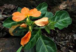 Image of Crossandra zuluensis W. T. Vos & T. J. Edwards