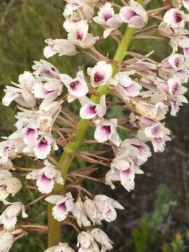 Image de Acrolophia lunata (Schltr.) Schltr. & Bolus