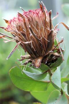 Image of Broad-leaved protea