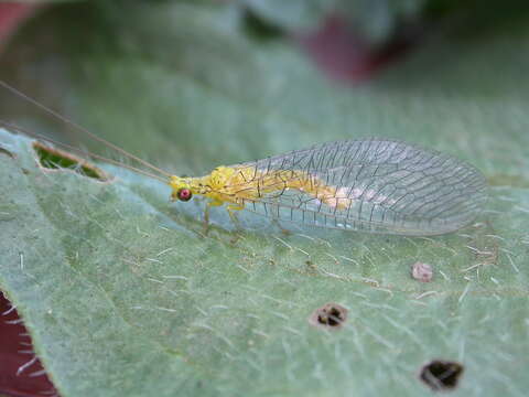 Слика од Calochrysa