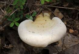 Image of Ganoderma curtisii (Berk.) Murrill 1908