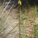 Image of wand mullein