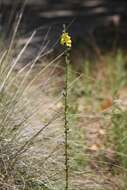 Image of wand mullein