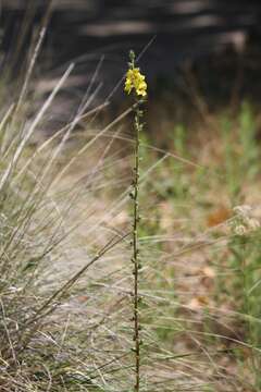 Image de Verbascum virgatum Stokes