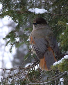 Image of Siberian Jay