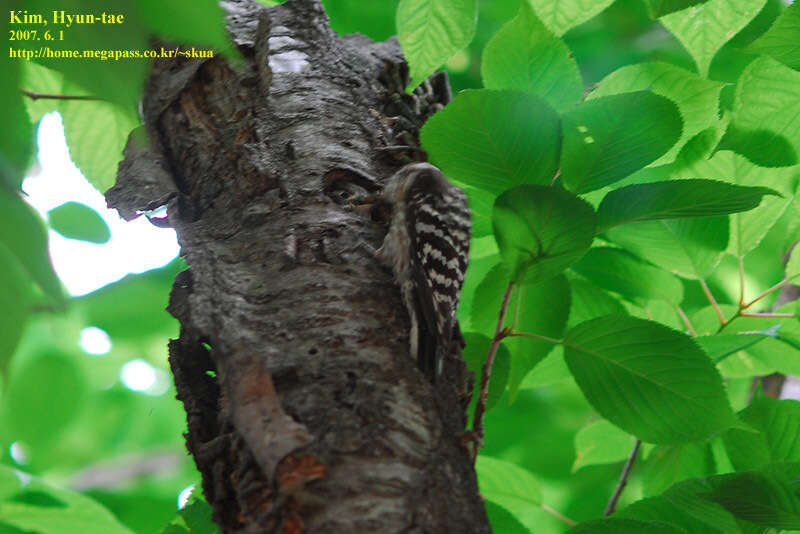 Image of Japanese Pygmy Woodpecker