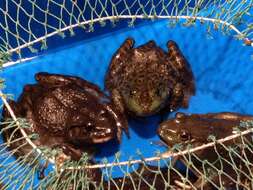 Image of American Bullfrog