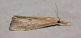 Image of <i>Xubida panalope</i>