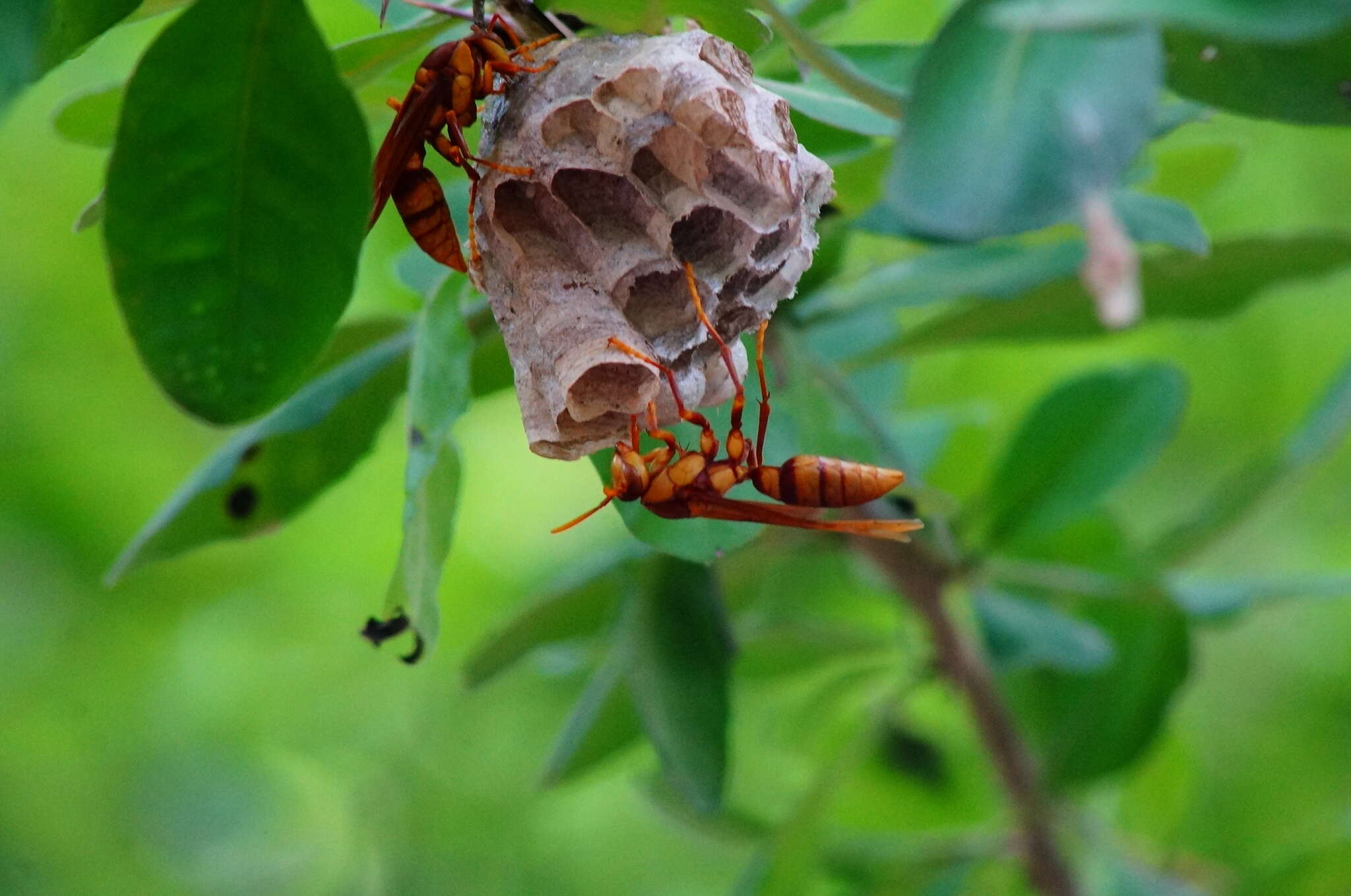 Image of <i>Polistes <i>carnifex</i></i> carnifex