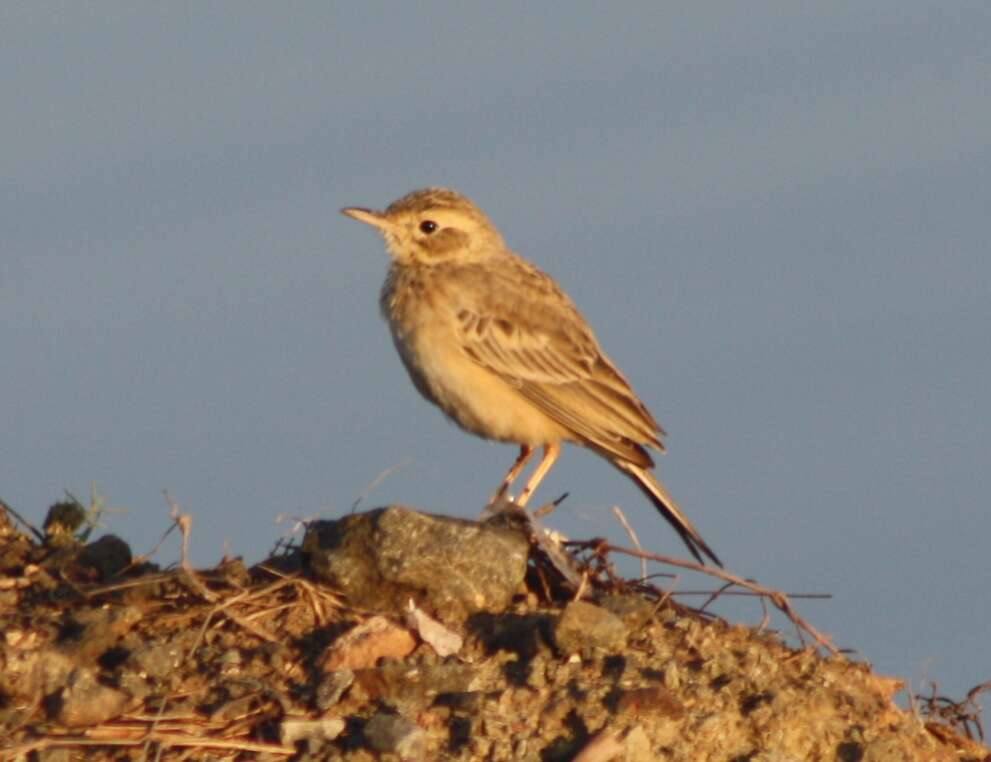 Image of Oriental Skylark