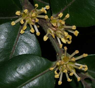 Image of Buxus sempervirens