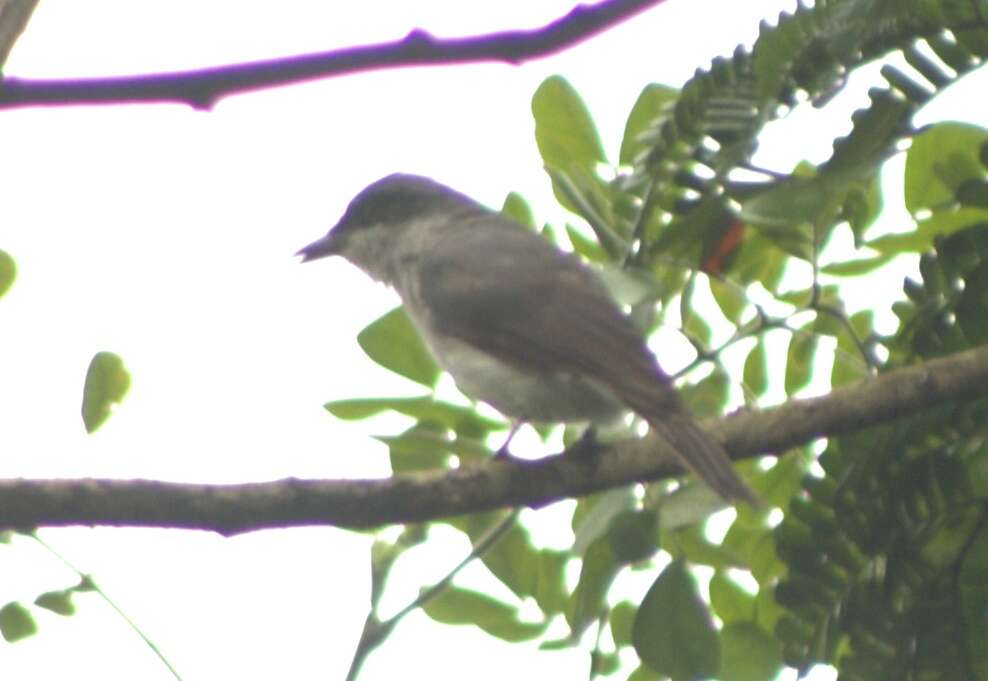 Image of Flycatcher-shrike