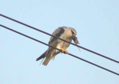 Image of Black-shouldered Kite