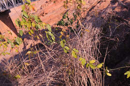 Image of Trochomeriopsis diversifolia Cogn.