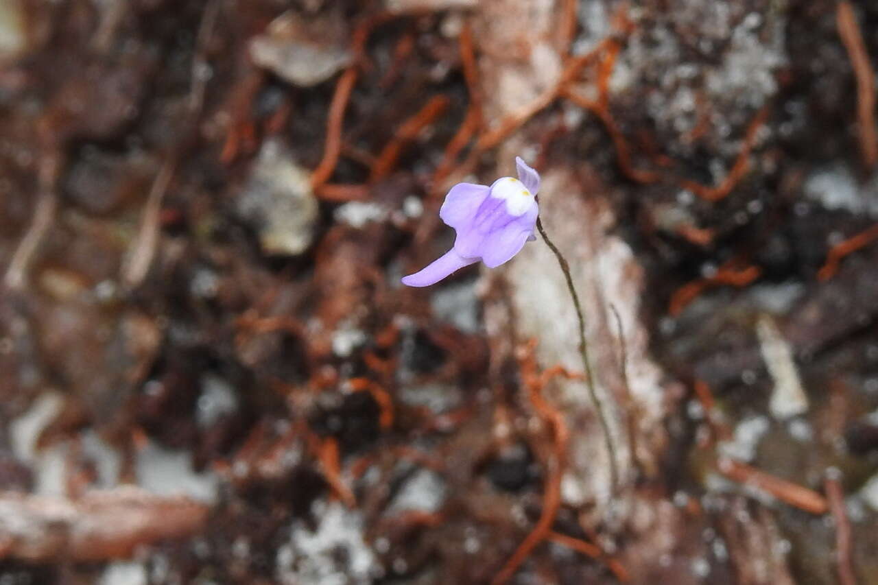 Image of Utricularia minutissima Vahl