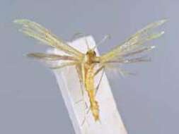 Image of Adaina primulacea Meyrick 1929