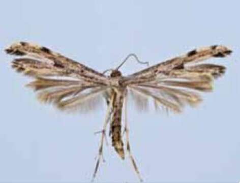 Image of Ragweed Plume Moth