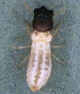 Image of drywood termite