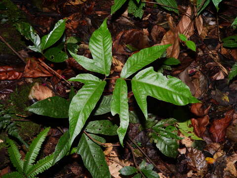 Image of Three-Leaf Halberd Fern