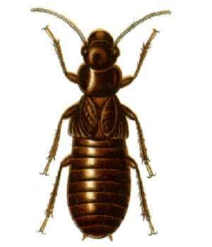Image of Giant Northern Termite