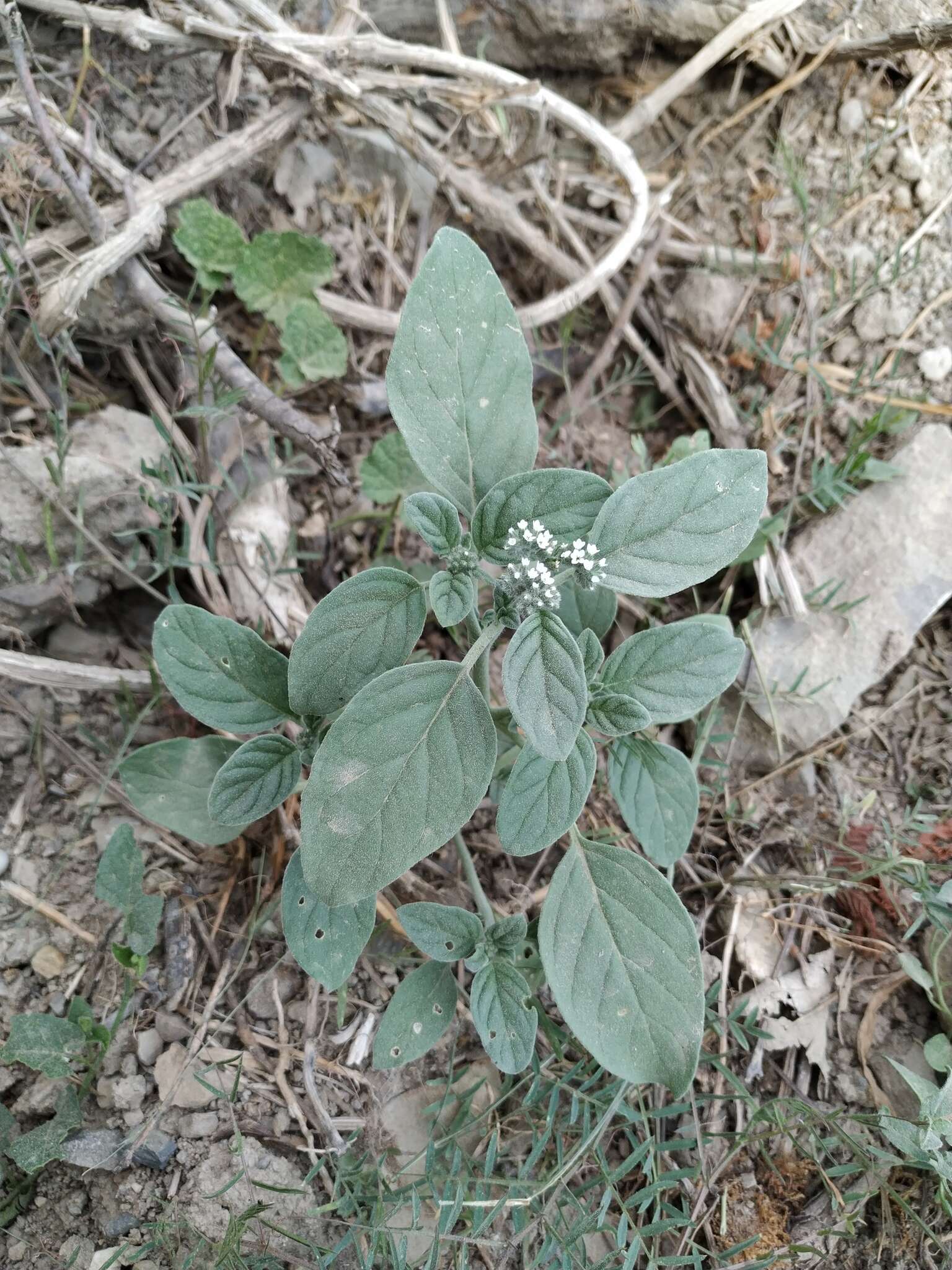 Imagem de Heliotropium ellipticum Ledeb.