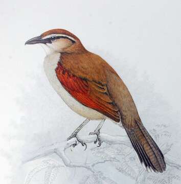 Image of Brown-crowned Tchagra