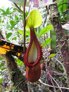 Image of Pitcher plant