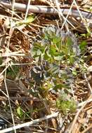 Image of lesser meadow-rue