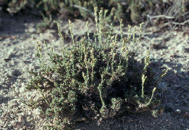 Image of pygmy sagebrush