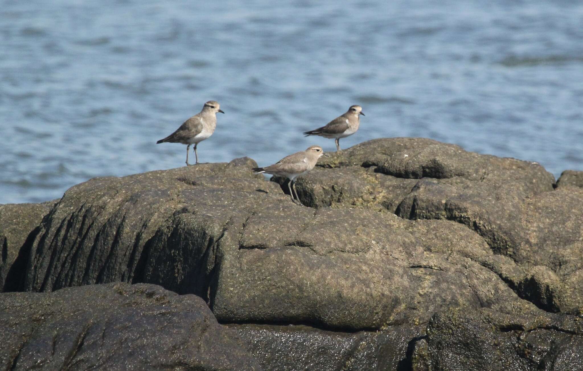 Image of Rufous-chested Dotterel