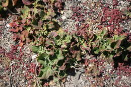 Image of common iceplant