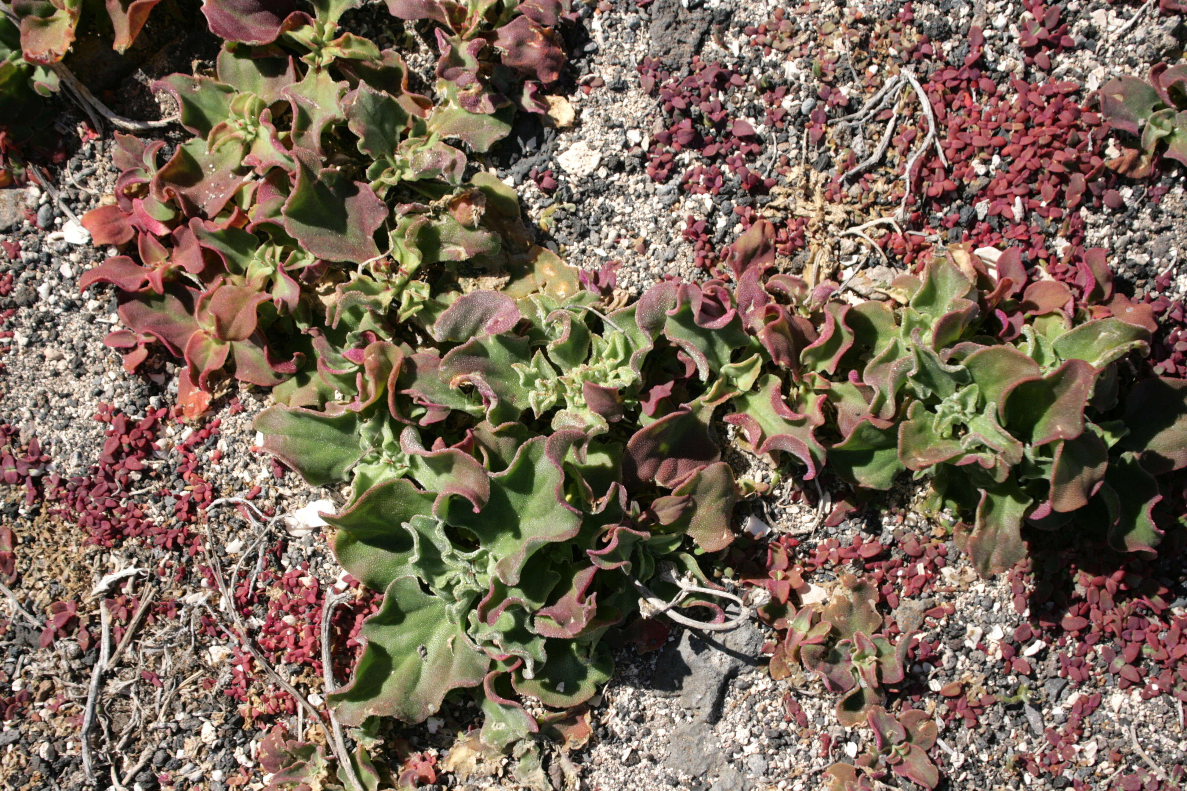 Image of common iceplant