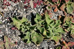 Image of common iceplant