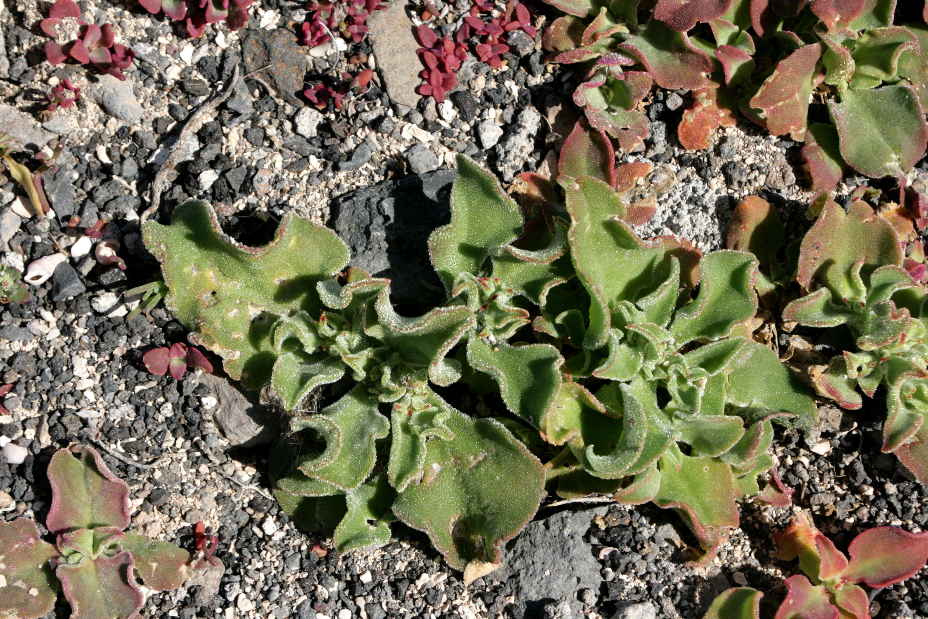 Image of common iceplant