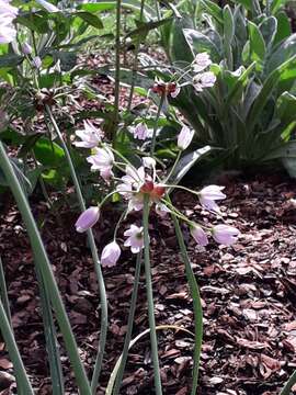 Image of Allium roseum L.