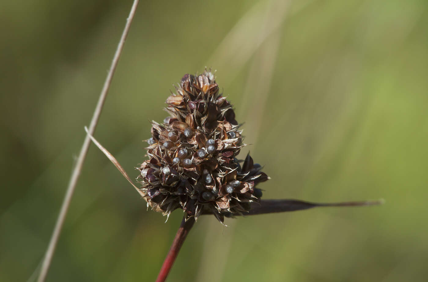 Image of Luzula capitata (Miq. ex Franch. & Sav.) Kom.