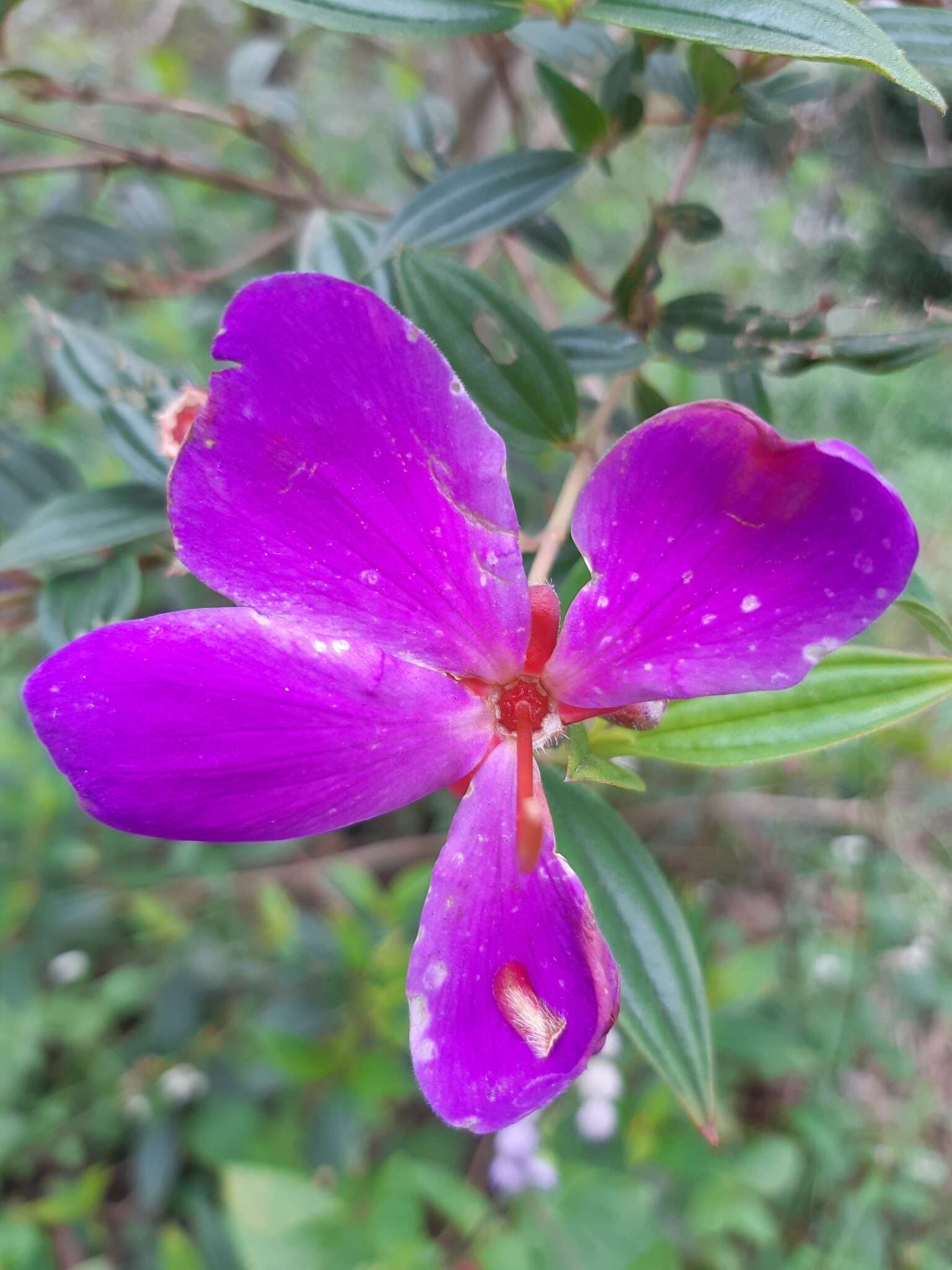 巴西蒂牡花的圖片