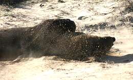 Image of Northern Elephant Seal