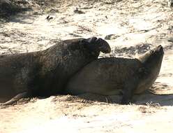 Image of Northern Elephant Seal