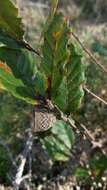 Image of Quercus lusitanica Lam.